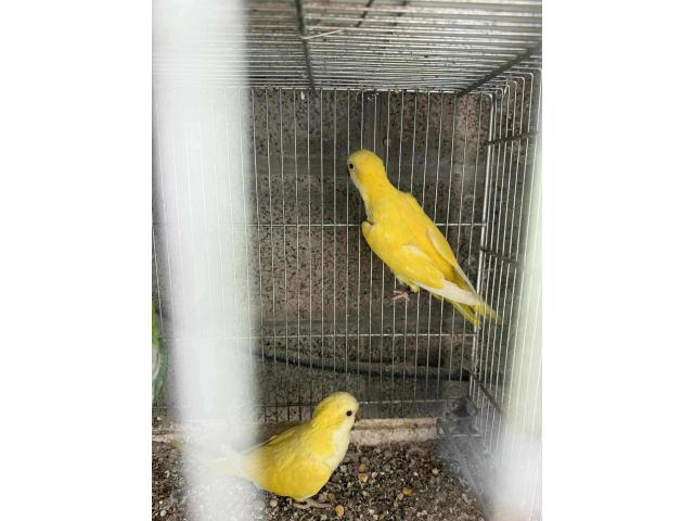Perruche souris lutino