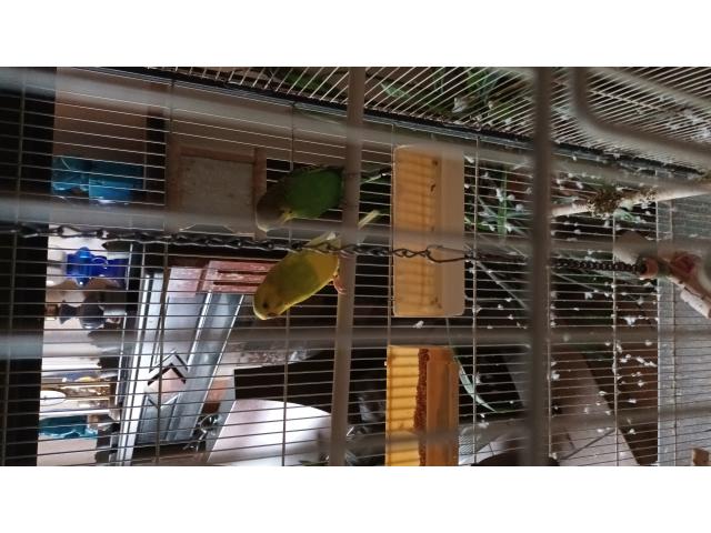 Photo Perruches image 1/2