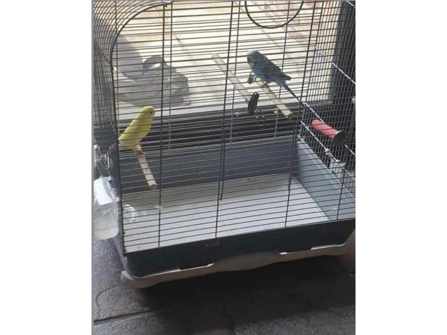 Perruches avec cage et accessoires