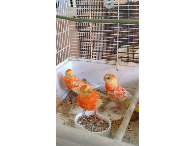 Perruches croupions rouge