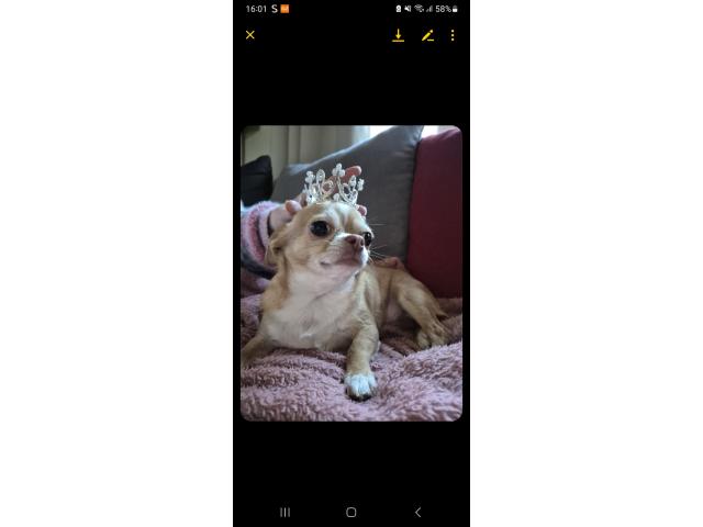 Petite chihuahua femelle