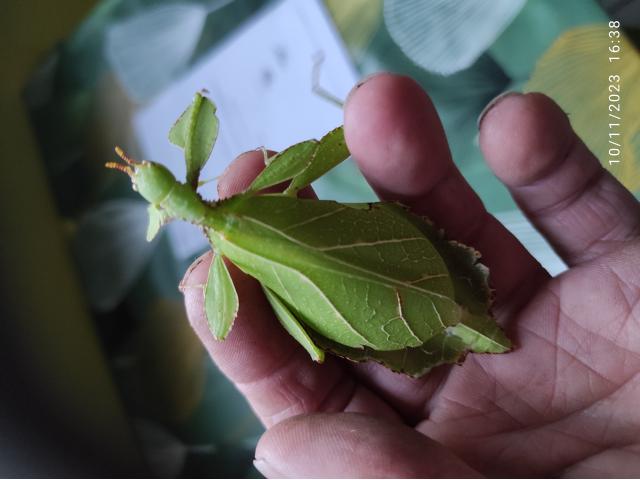 phyllie de Philippine, insecte feuille