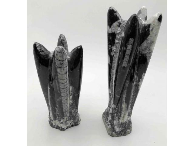Pierre fossilisée Orthoceras - H: 17 ou 22 cm