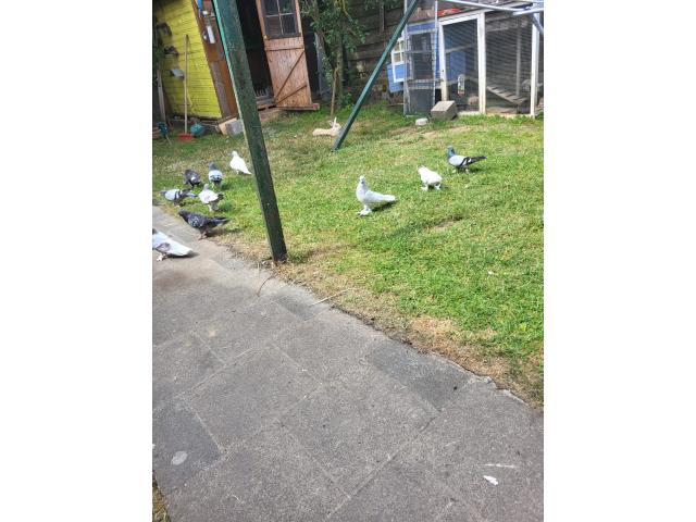 Pigeon culbitant