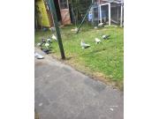 Annonce Pigeon culbitant
