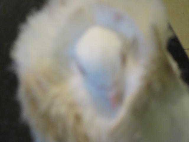 Photo pigeon jacobin sans doute mâle, adulte, blanche image 1/3