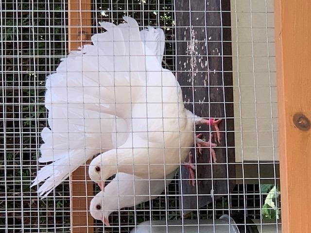 pigeon paon blanc