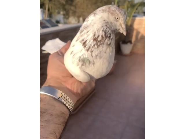 Pigeon tipler