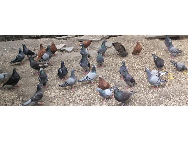 Photo Pigeons image 1/1