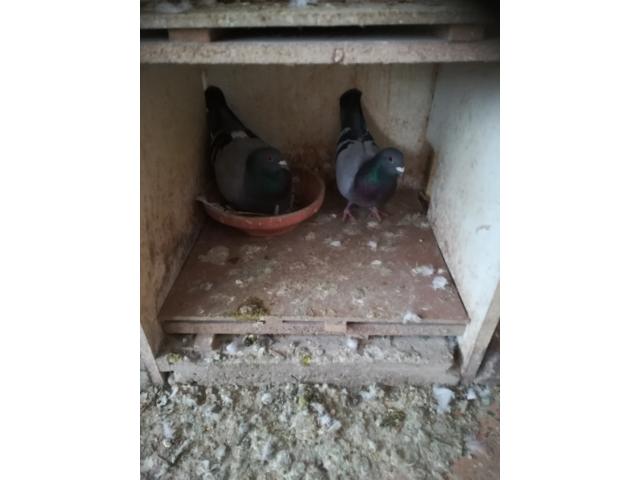 Photo pigeons adultes pour élevage image 1/4