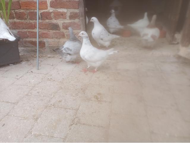 Pigeons de forme et de rapport