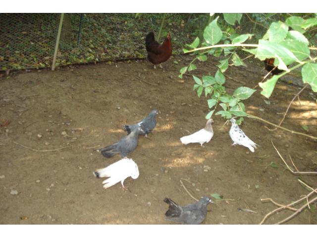 Pigeons de voltige culbutants rouleurs orientaux