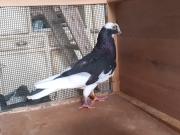 Annonce PIGEONS D’ORNEMENT