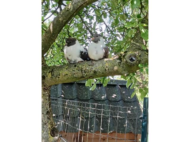 Pigeons gros gabarit