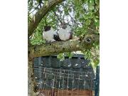 Annonce Pigeons gros gabarit