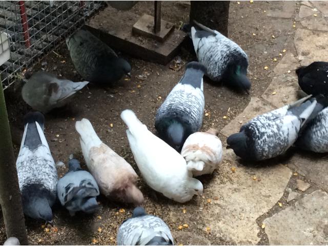 Photo Pigeons lynx de Pologne image 1/6