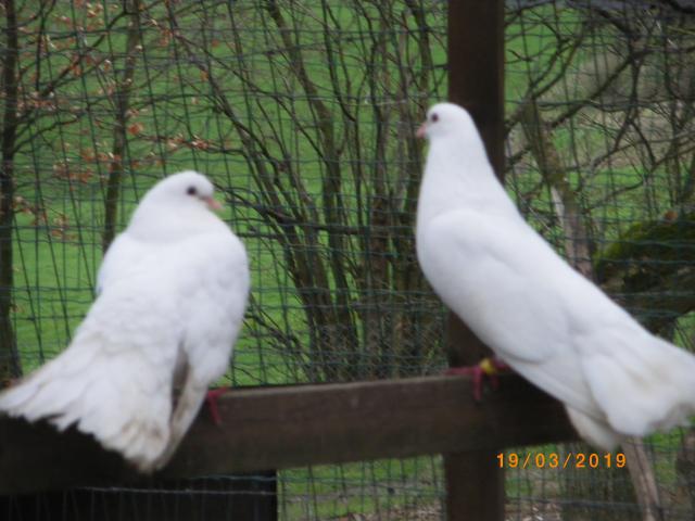 Pigeons queue de paon   magnifique