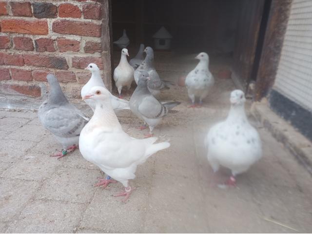 Pigeons très familiers d'origine américaine