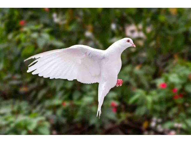 PIGEONS VOYAGEURS BLANCS PURE RACE
