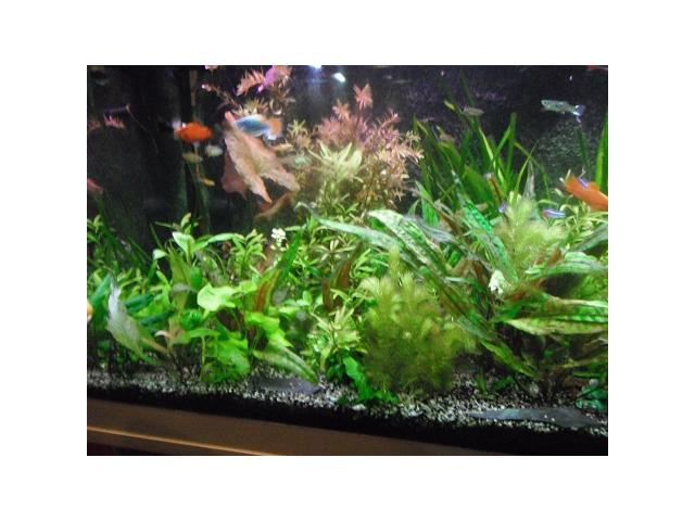 Photo plantes d'aquarium image 1/3