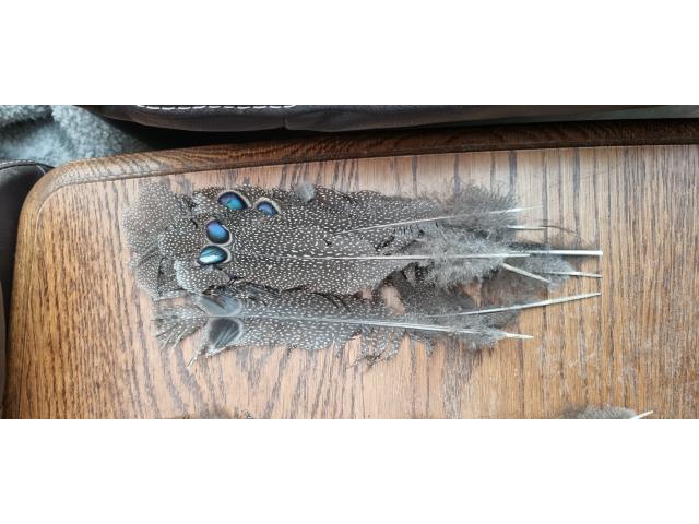 Plumes d'éperonnier chinquis
