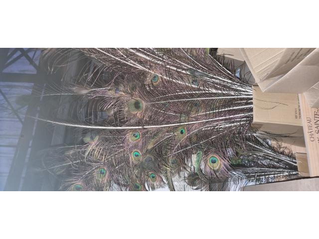 Plumes de paon
