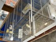 Annonce Plusieurs Canaris