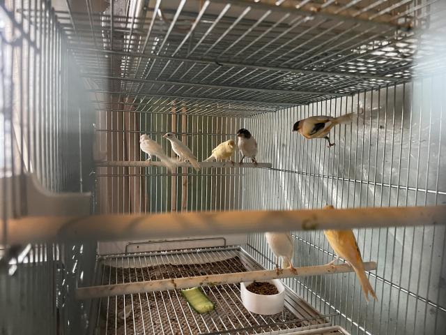 Plusieurs canaris des couleurs