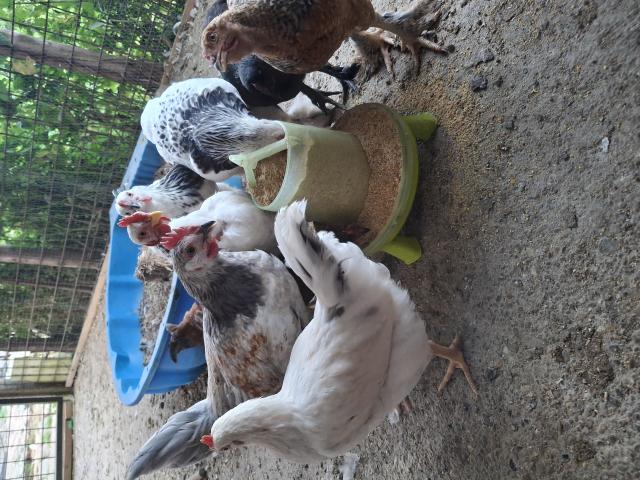 Plusieurs coqs