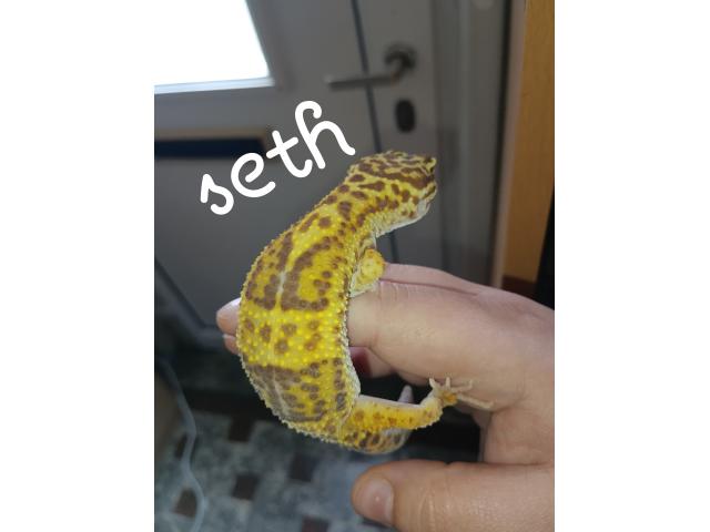 Photo Plusieurs geckos léopards image 1/3