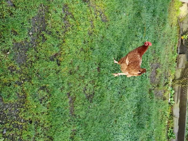 plusieurs jeunes poules pondeuses
