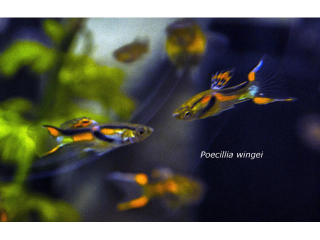 Poecilia Wingei (Endler ) Poisson d'aquarium