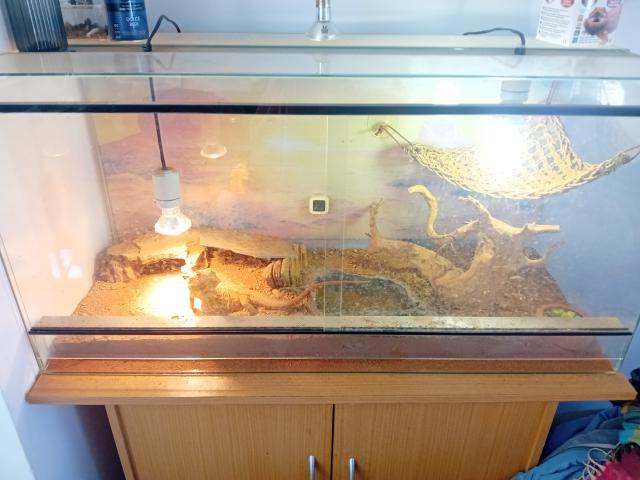 Pogona à vendre