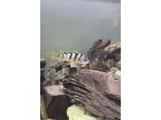 Annonce Poisson lac Malawi