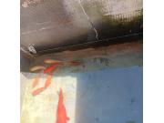 Annonce Poissons rouge