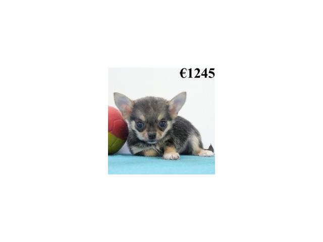 Pomchi chiots à vendre