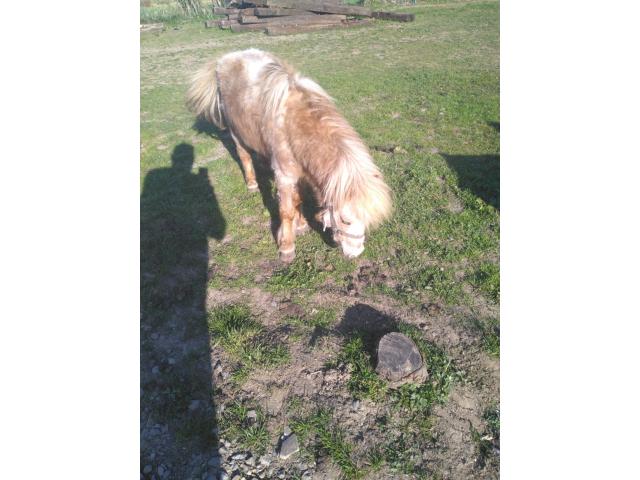 Poney