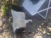 Annonce Poney