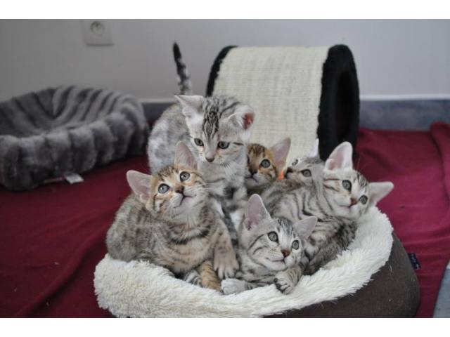 Portée de 6 Superbes chatons Bengal Rosette LOOF