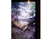 Annonce Poule naine d'ornement