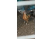 Annonce Poule Phoenix