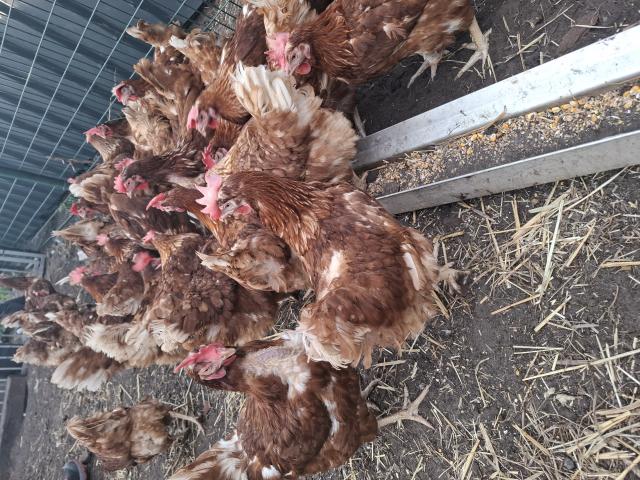 Photo Poule  pondeuse image 1/1