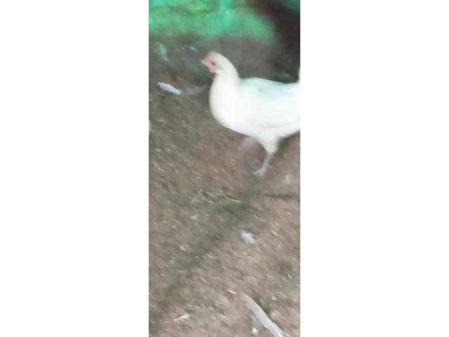 Poulette semi leghorn