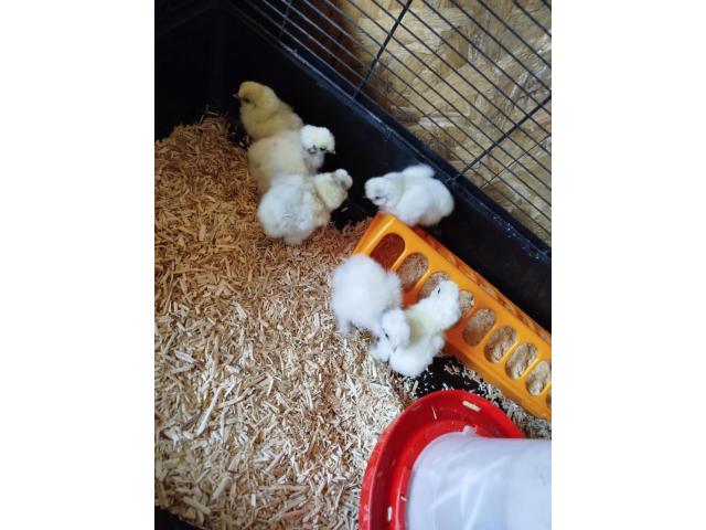 Poussin de soie