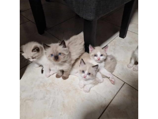 Prochen naissance de chatons Ragdoll  et 25 janvier  maman Agrée HK 02600099.ID. 100237000234888 .