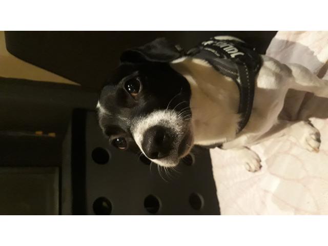 Propose mâle Jack Russel pour saillie