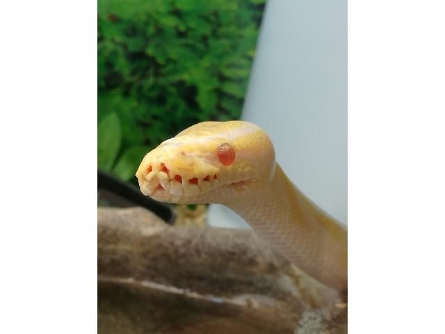 python regius albinos femme