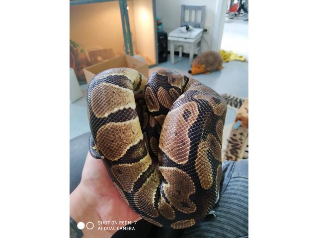 Python regius femelle