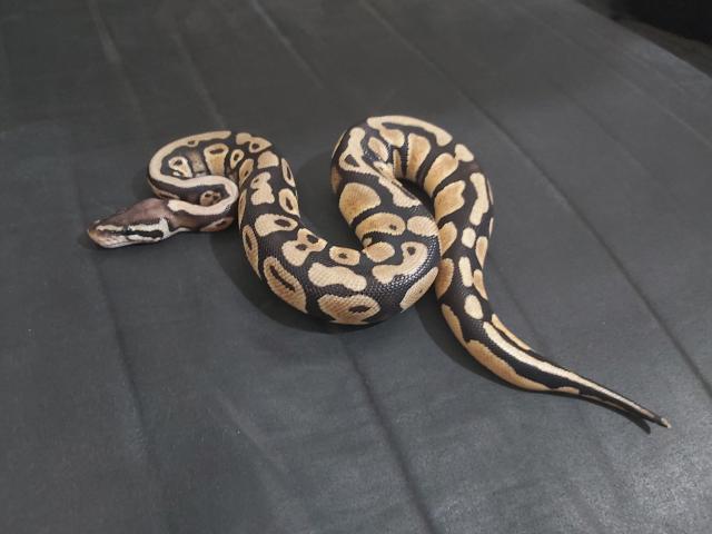 Python regius femelle pastel