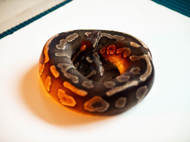 Python Regius Mojave Yellowbelly